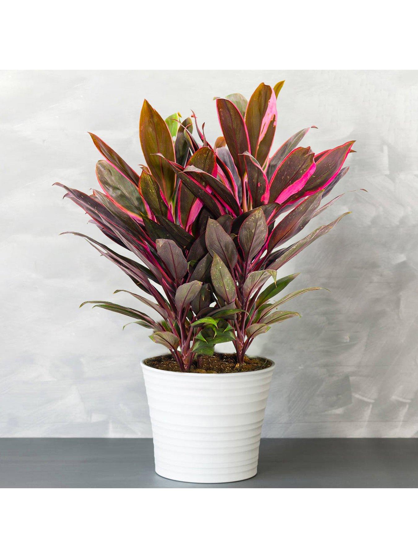 Product photograph of Cordyline Tango - Cabbage Palm from very.co.uk