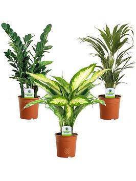 Product photograph of Indoor Plant Mix - 3 Plants - House Office Live Potted Pot Plant Tree Mix C from very.co.uk