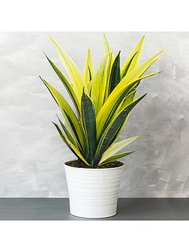 Product photograph of Sansevieria Golden Flame - Snake Plant from very.co.uk