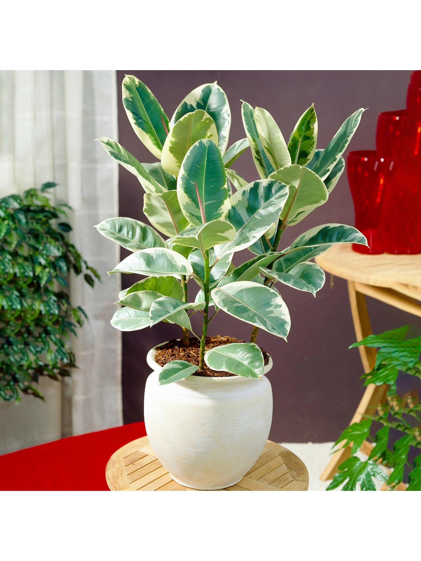 Product photograph of Ficus Tineke - Rubber Plant from very.co.uk