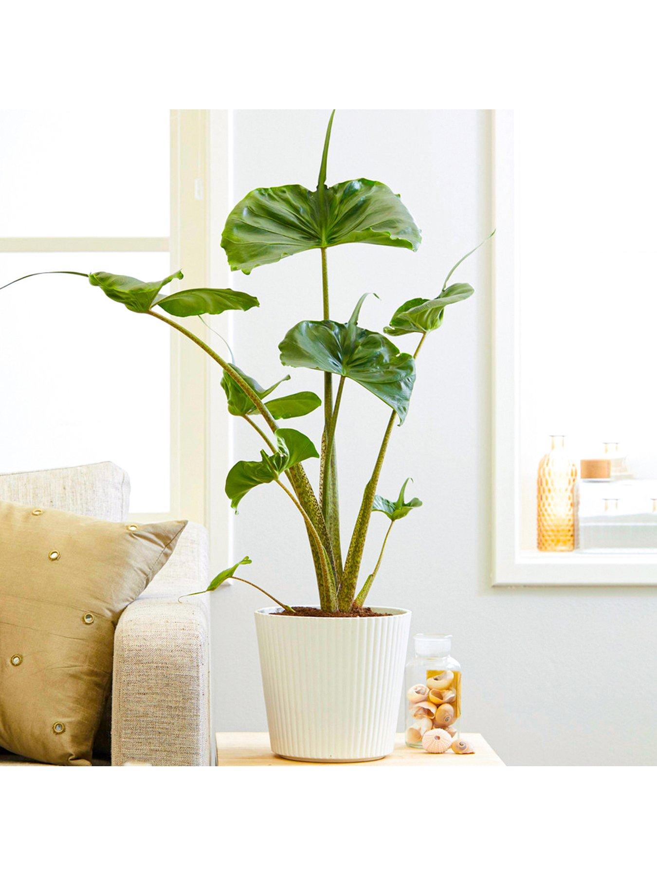 Product photograph of Alocasia Stingray from very.co.uk