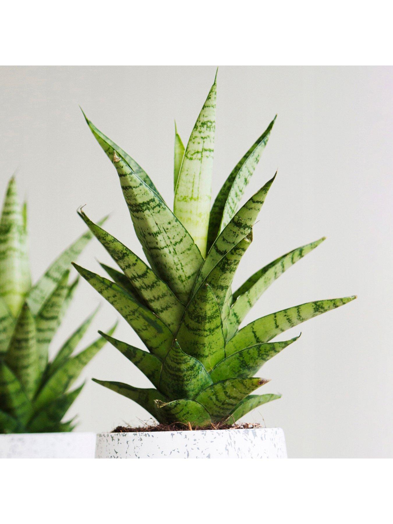 Product photograph of Sansevieria Tough Lady - Snake Plant from very.co.uk