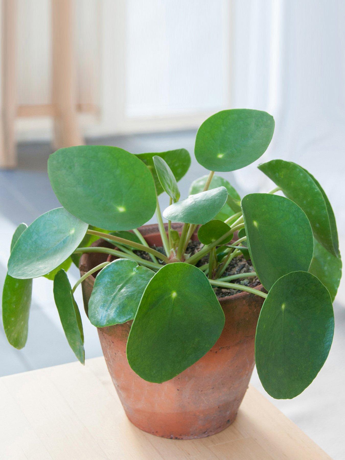 Product photograph of Pilea Peperomioides - Chinese Money Plant from very.co.uk