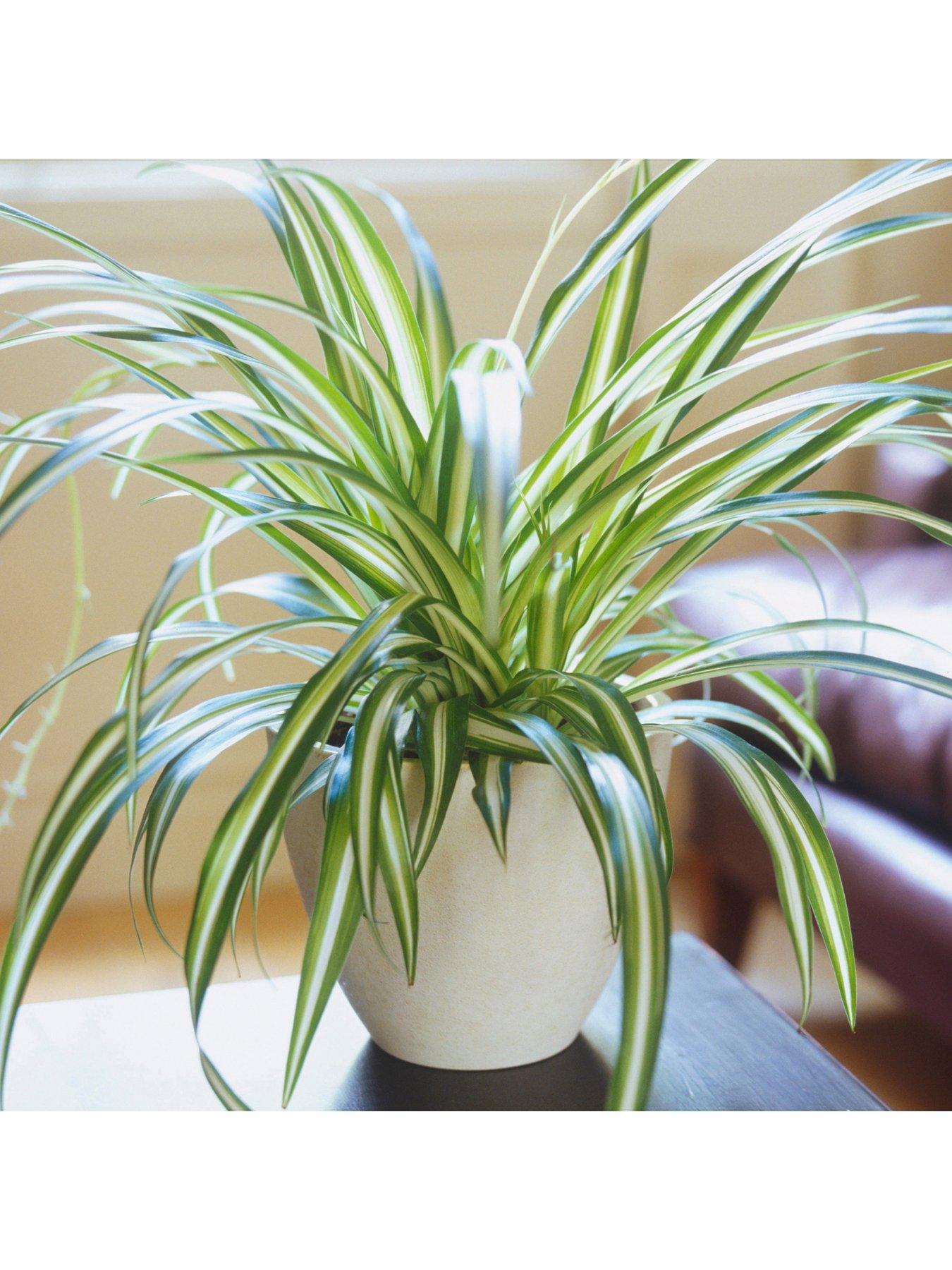Product photograph of Chlorophytum Variegatum - Spider Plant from very.co.uk