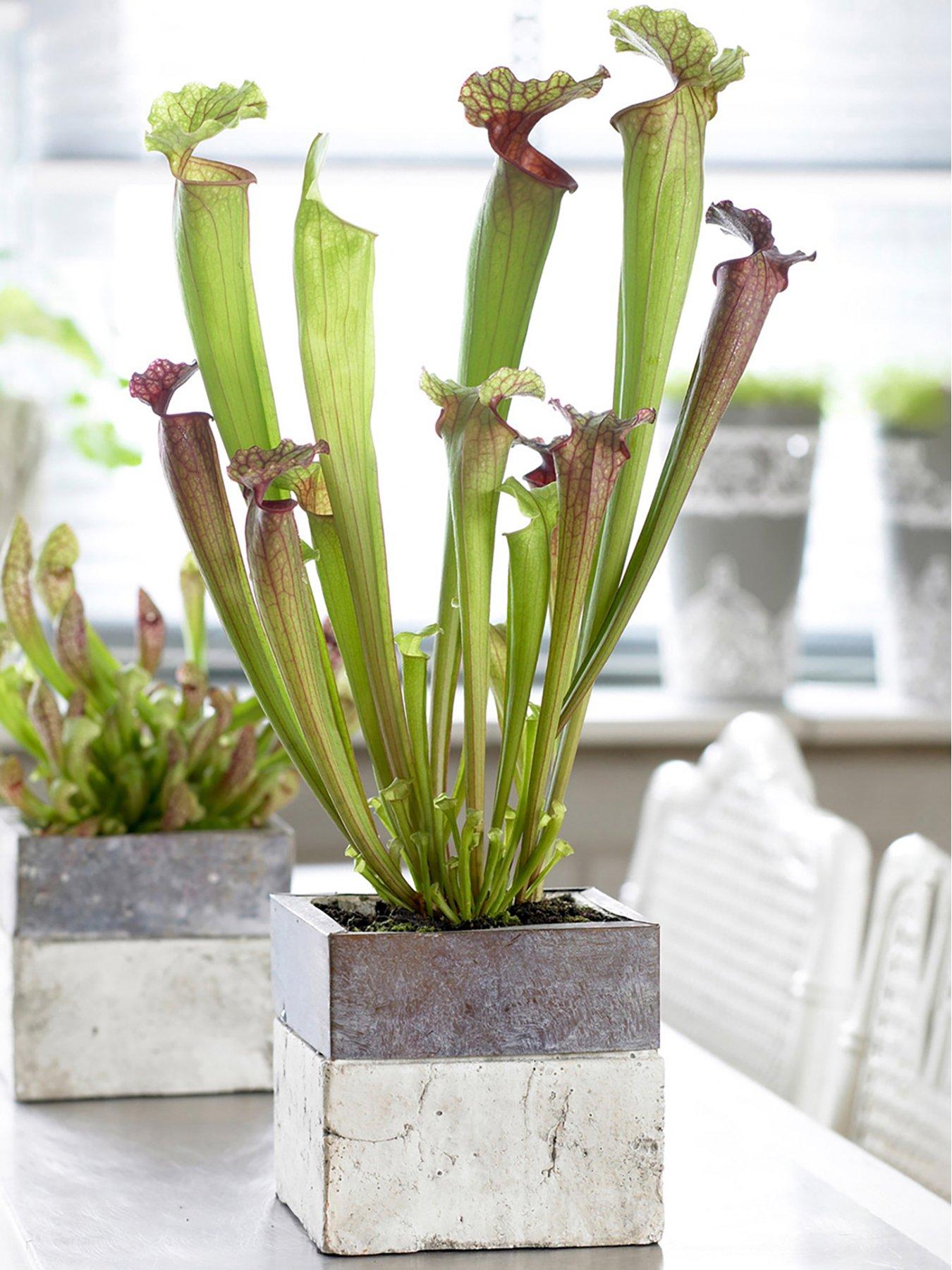 Product photograph of Sarracenia Smoorii - Trumpet Pitcher Plant from very.co.uk