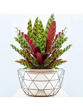 Product photograph of Calathea Insignis - Rattlesnake Plant from very.co.uk