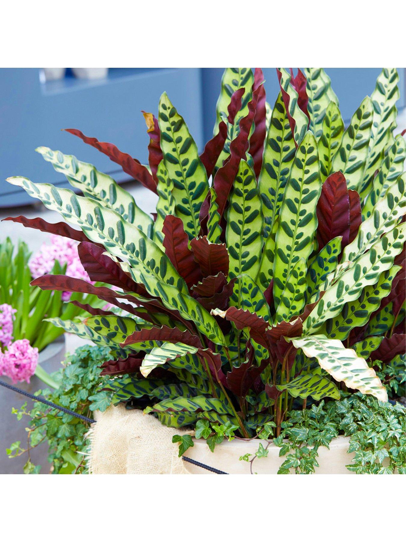 Calathea Insignis Rattlesnake Plant very.co.uk