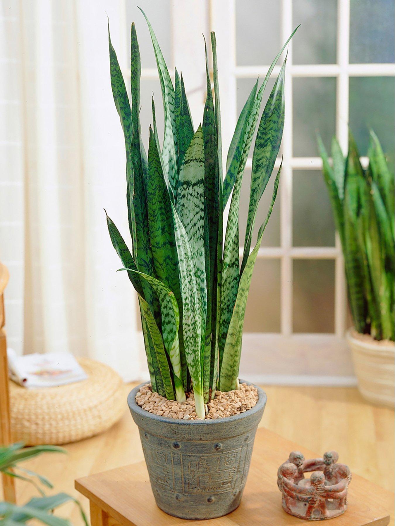 Product photograph of Sansevieria Black Coral - Snake Plant from very.co.uk