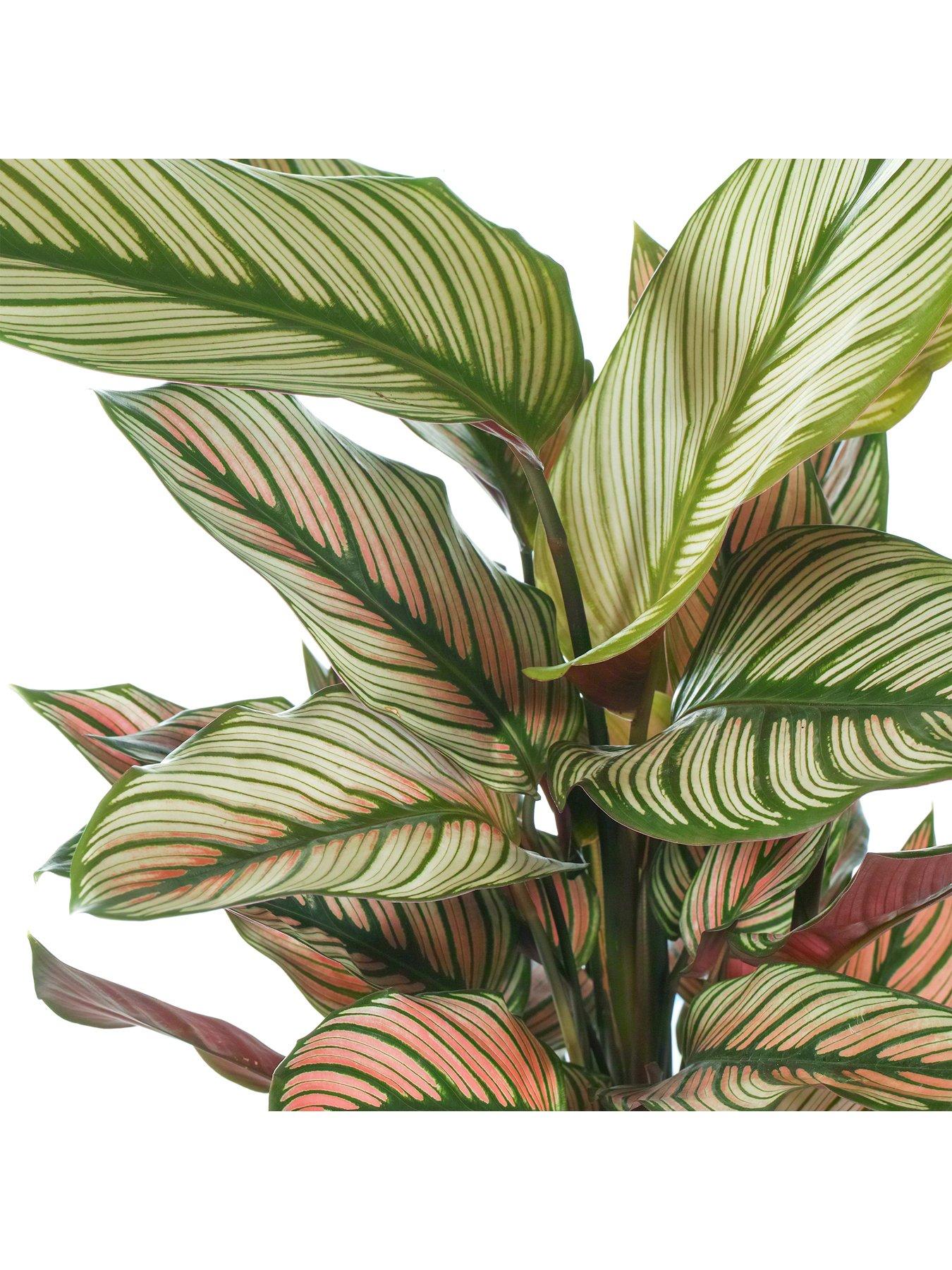 Calathea Majestica White Star - Zebra Plant 