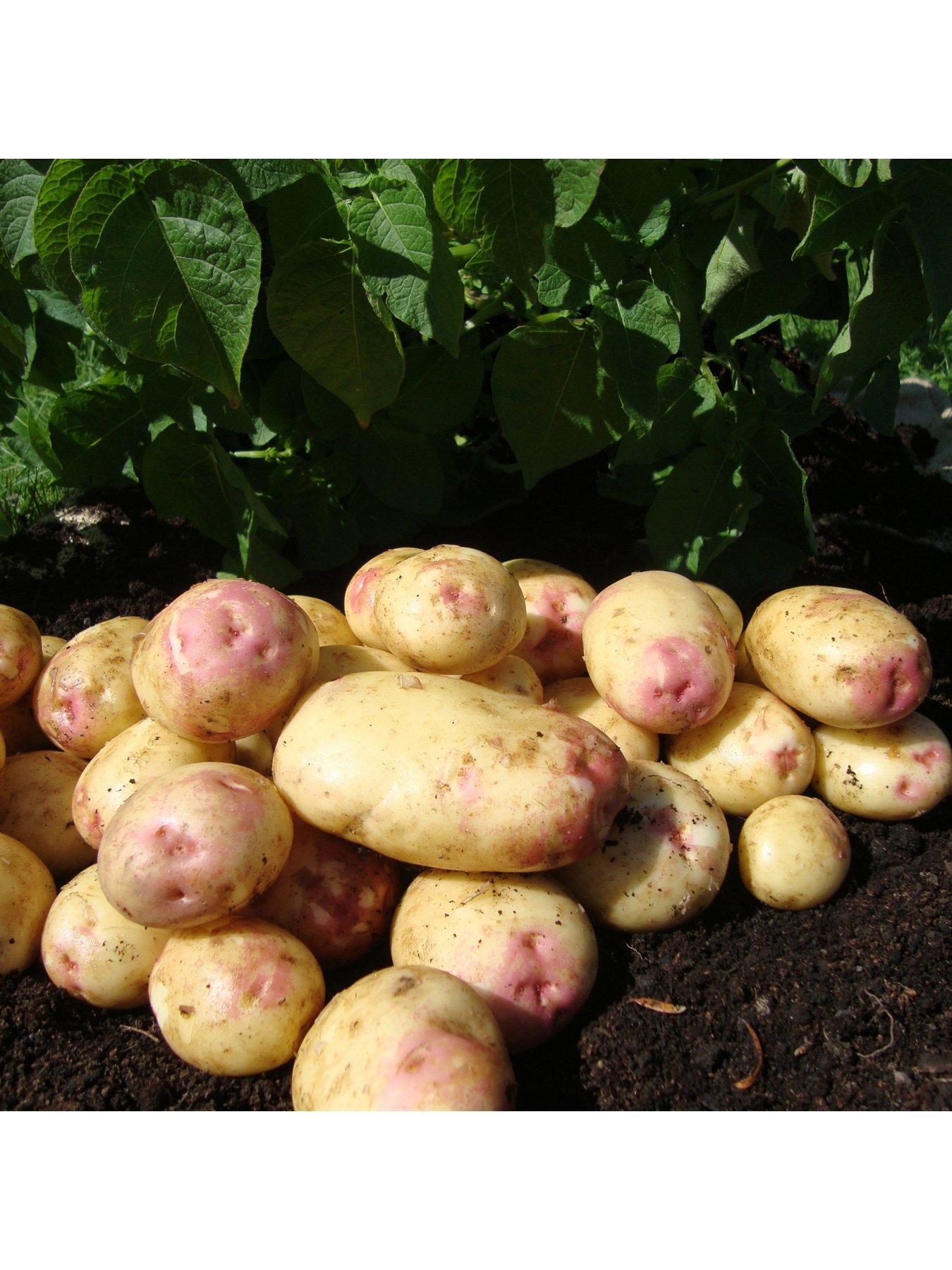 Product photograph of You Garden Seed Potato King Edward Maincrop - 2 5kg from very.co.uk