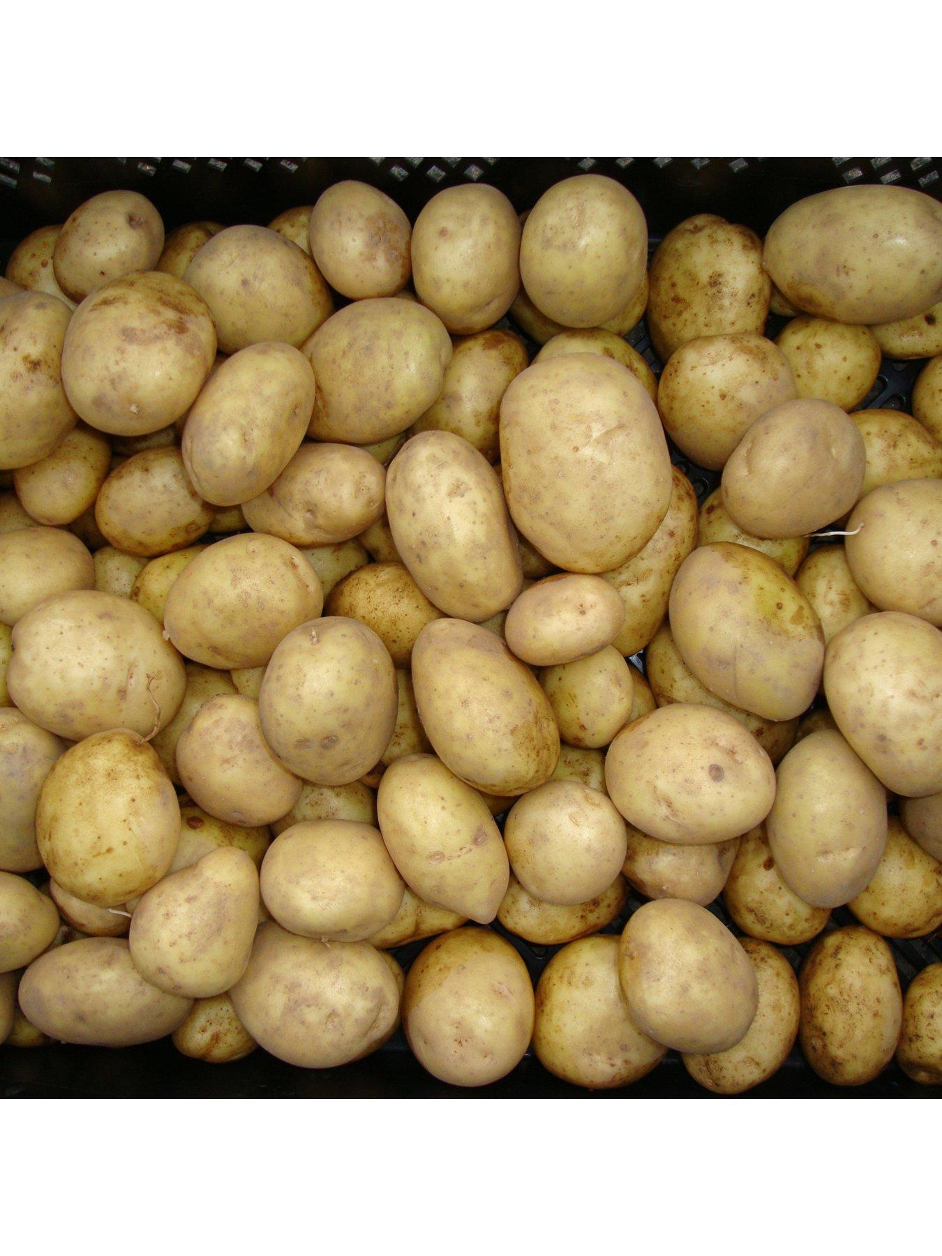 Image 1 of 3 of You Garden Seed Potato Maris Piper (Maincrop) - 2.5kg