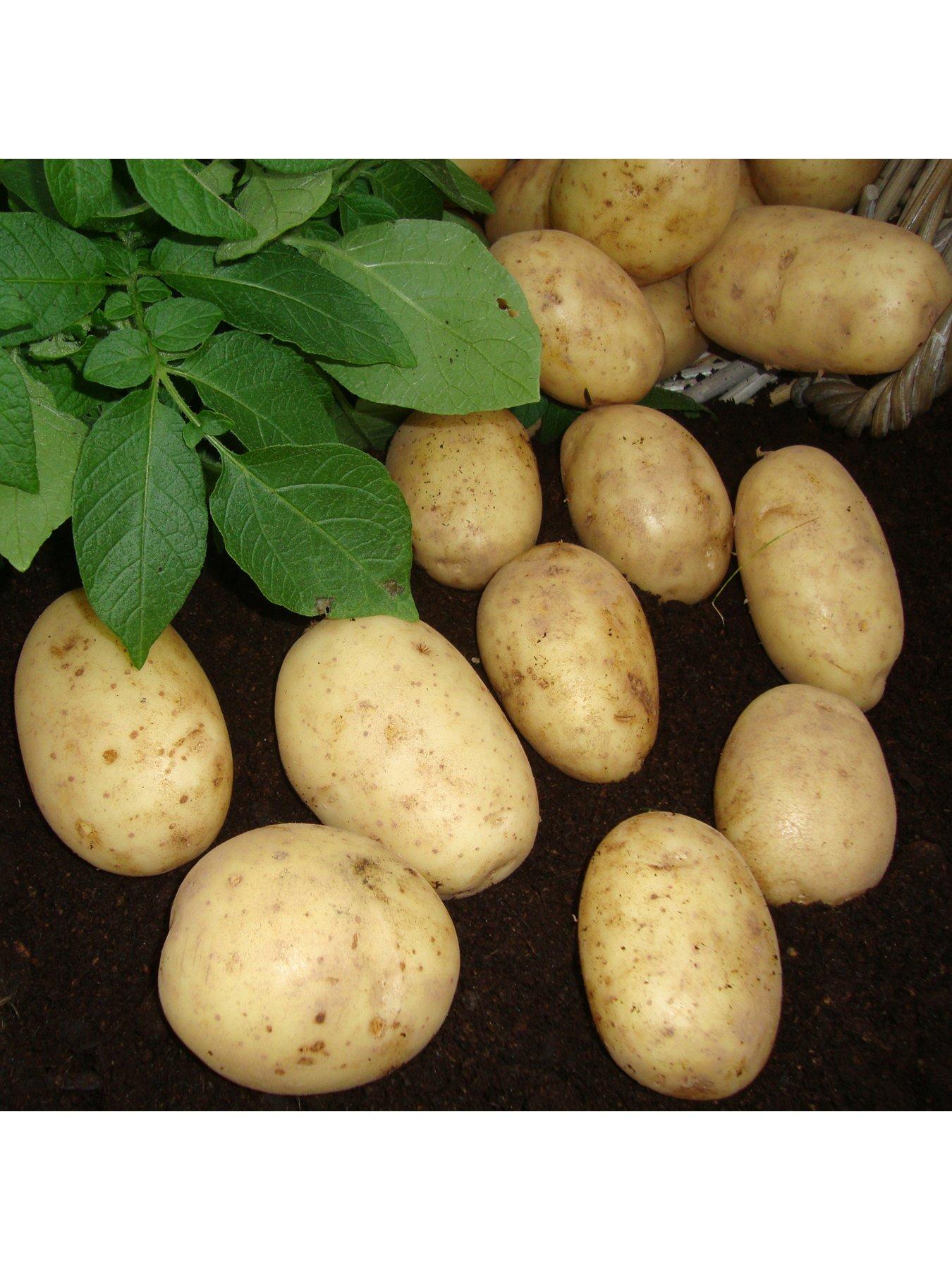 Image 2 of 3 of You Garden Seed Potato Maris Piper (Maincrop) - 2.5kg