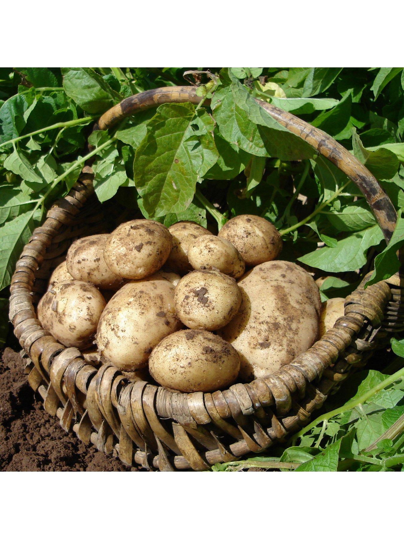Image 3 of 3 of You Garden Seed Potato Maris Piper (Maincrop) - 2.5kg
