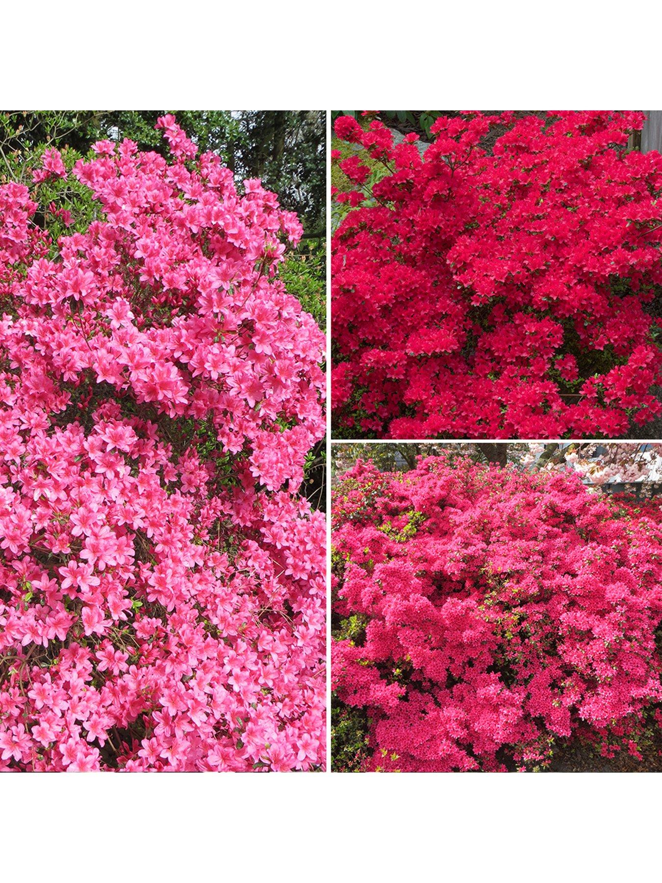Product photograph of You Garden Japanese Azalea Collection 3 X 9cm Pots from very.co.uk
