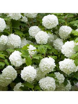 Product photograph of Viburnum Eskimo 90cm Standard In 3l Pot from very.co.uk