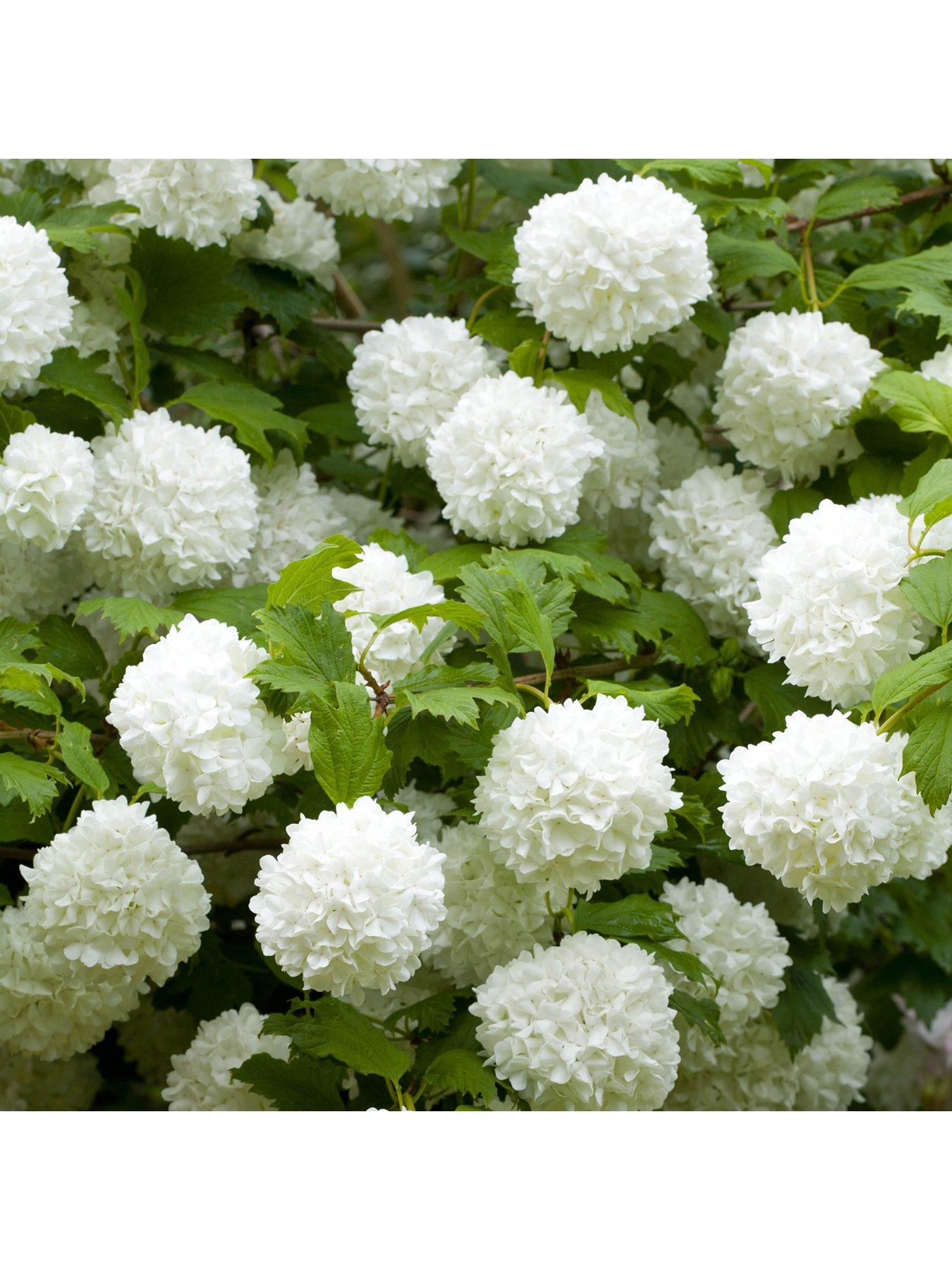 undefined Viburnum 'Eskimo' 90cm Standard (in 3L pot)