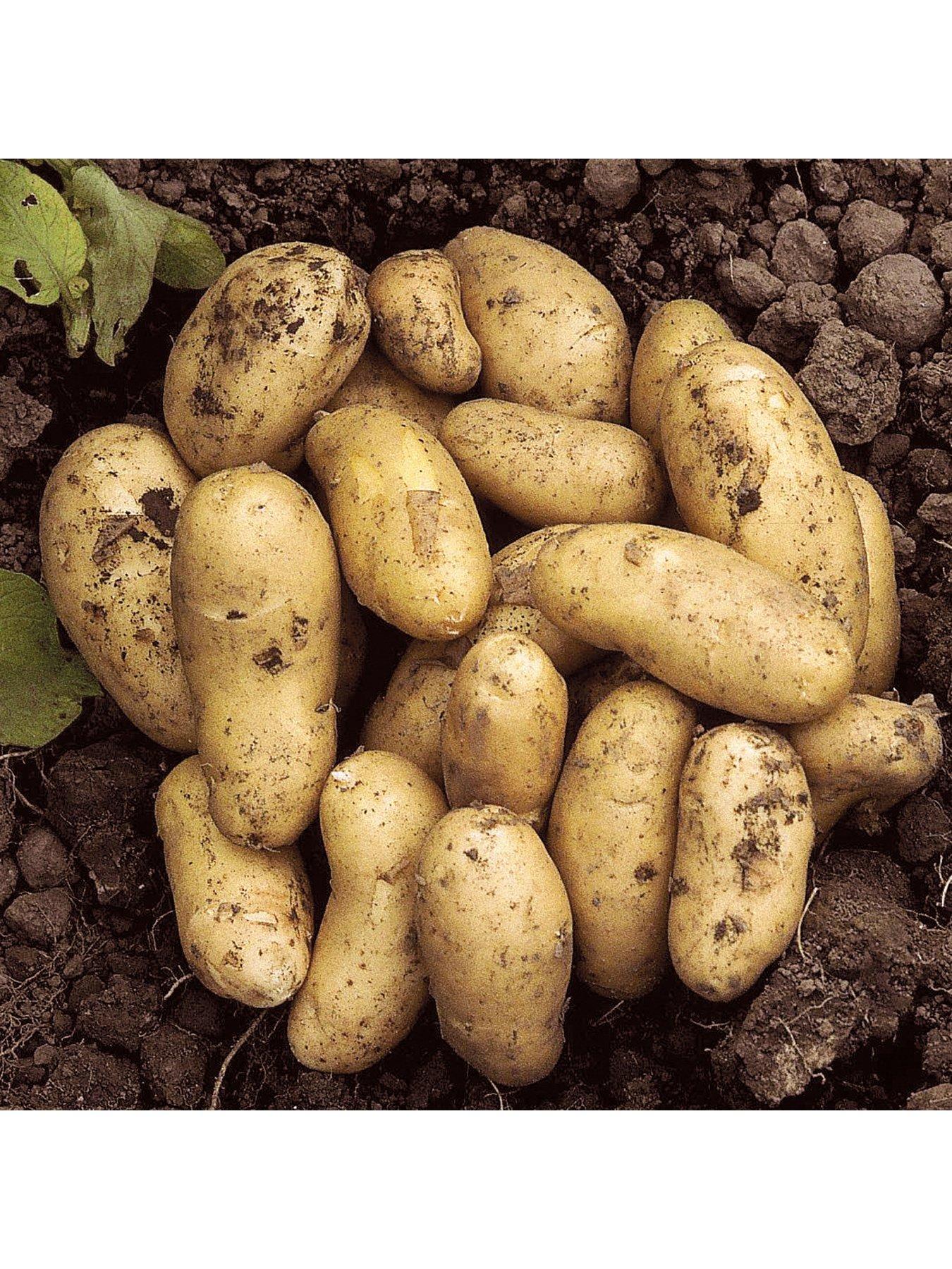 Product photograph of You Garden Seed Potato Charlotte Pack Of 6 Tubers from very.co.uk
