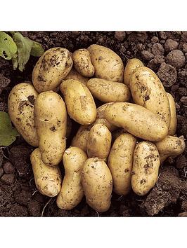 Product photograph of Seed Potato Charlotte Pack Of 6 Tubers from very.co.uk