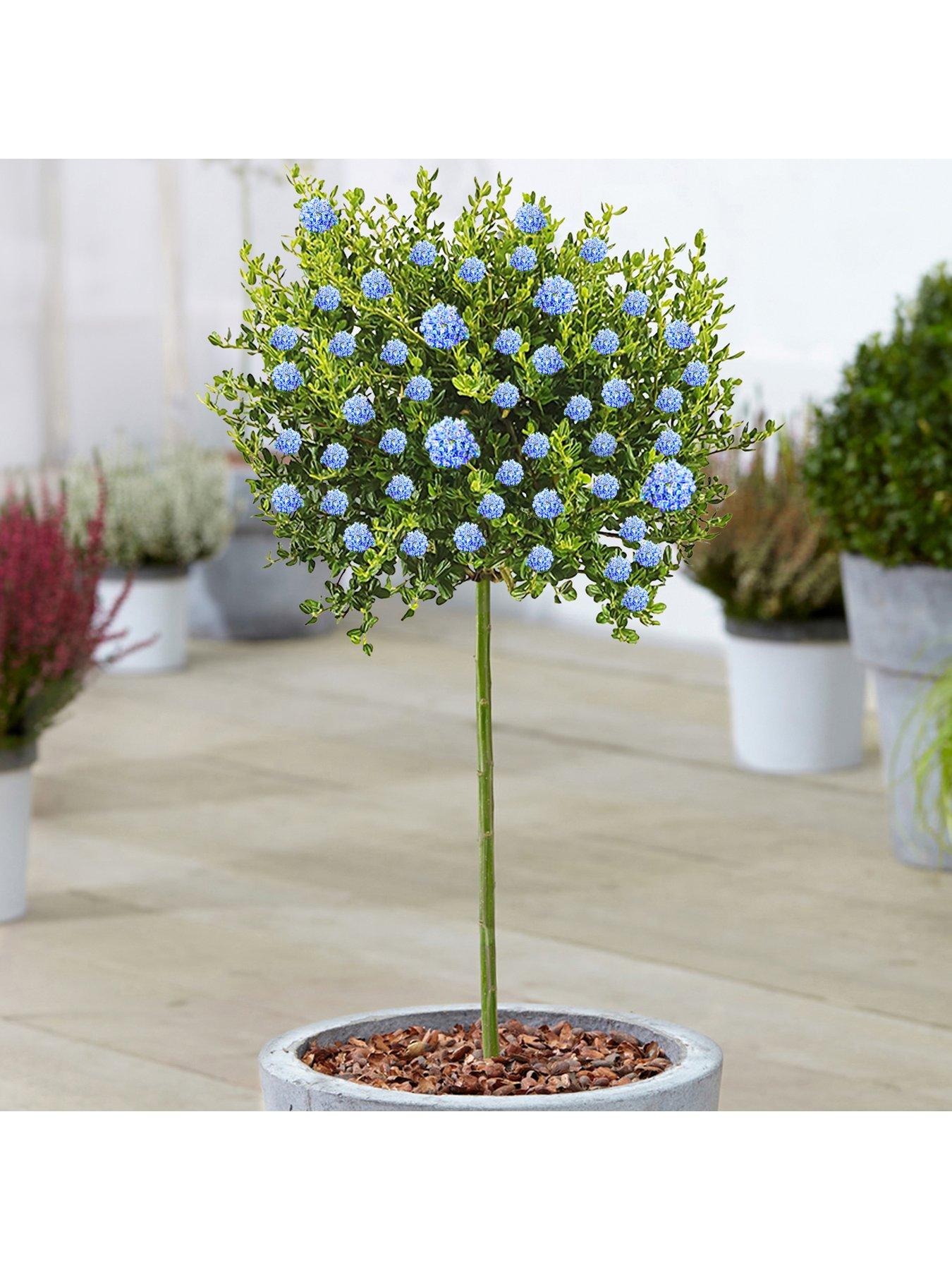 Product photograph of Ceanothus Victoria Patio Tree 2 - 3ft from very.co.uk