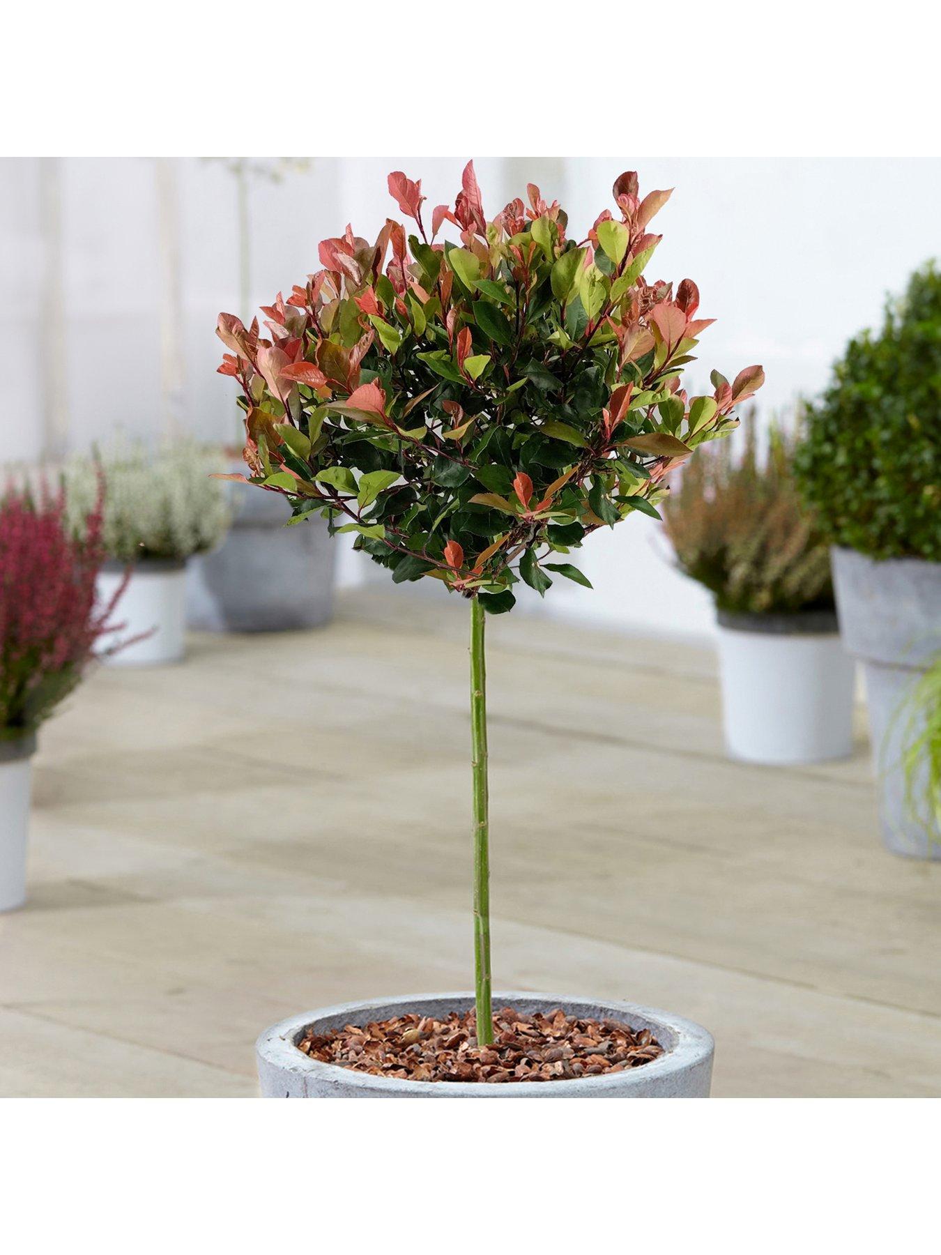 Product photograph of Photinia Little Red Robin Patio Tree 2 - 3ft from very.co.uk