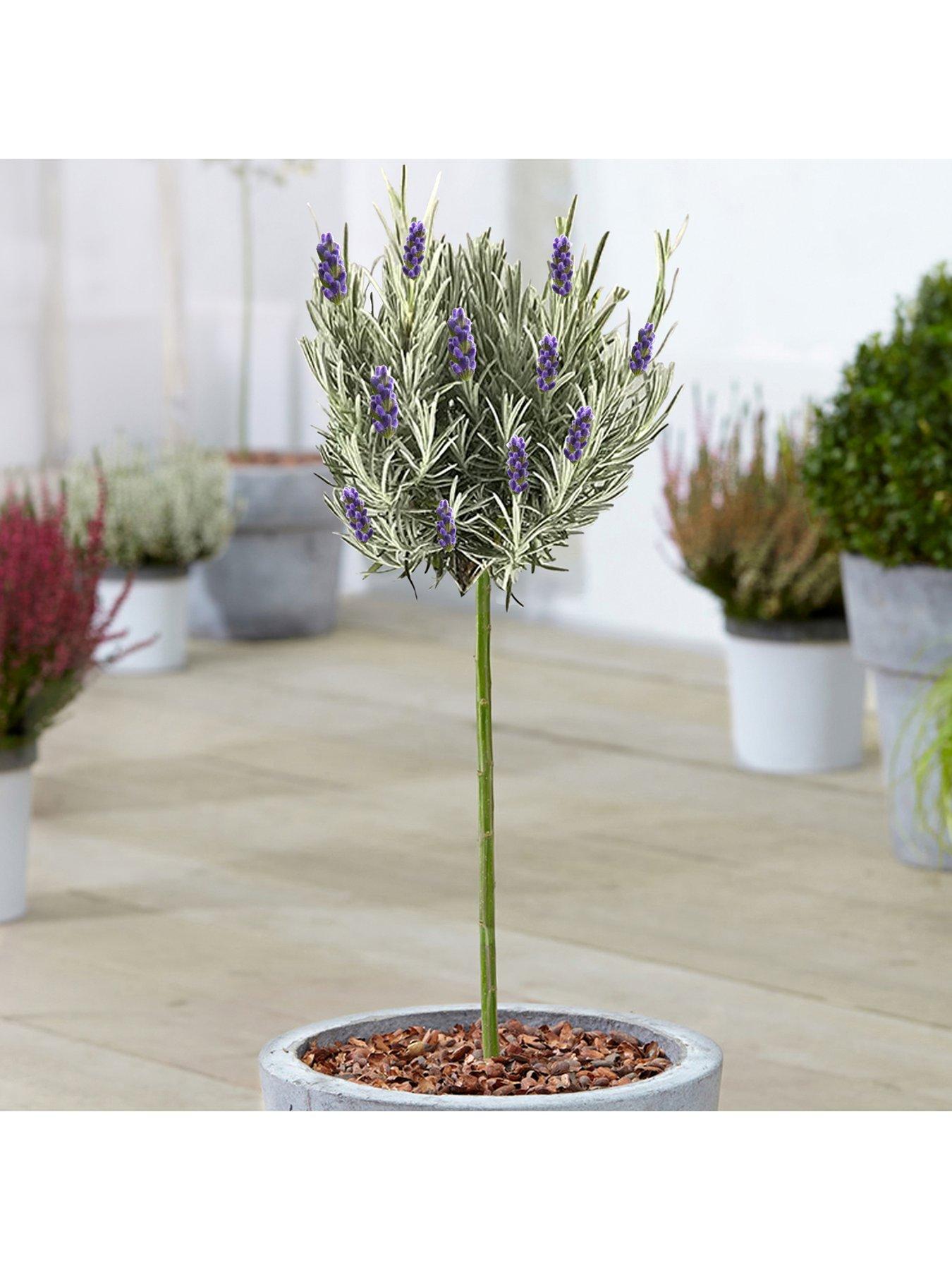 Product photograph of Lavandula Munstead Patio Tree 2 - 3ft from very.co.uk