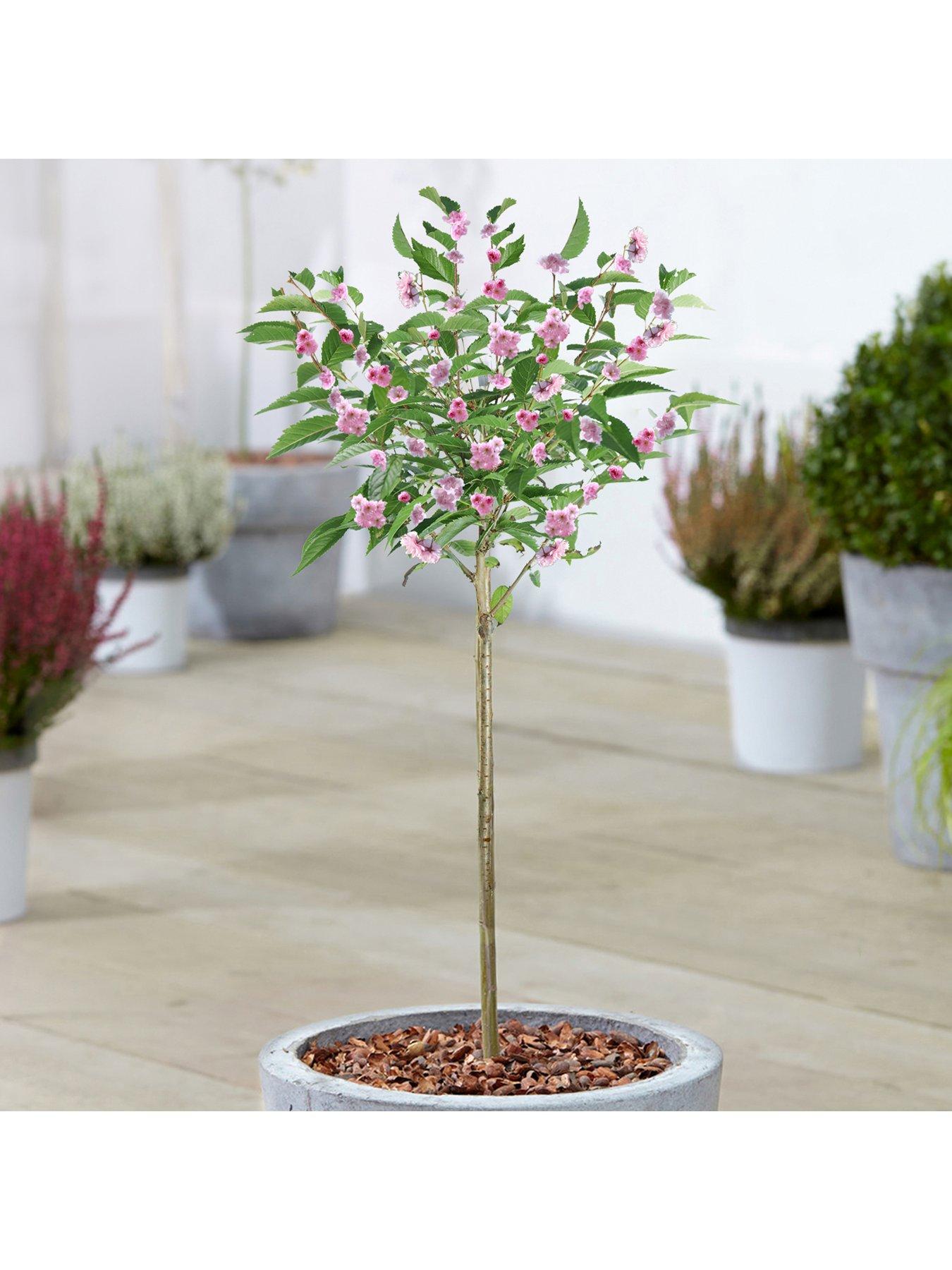 Product photograph of Prunus Serrulata Kanzan Patio Tree 2 - 3ft from very.co.uk