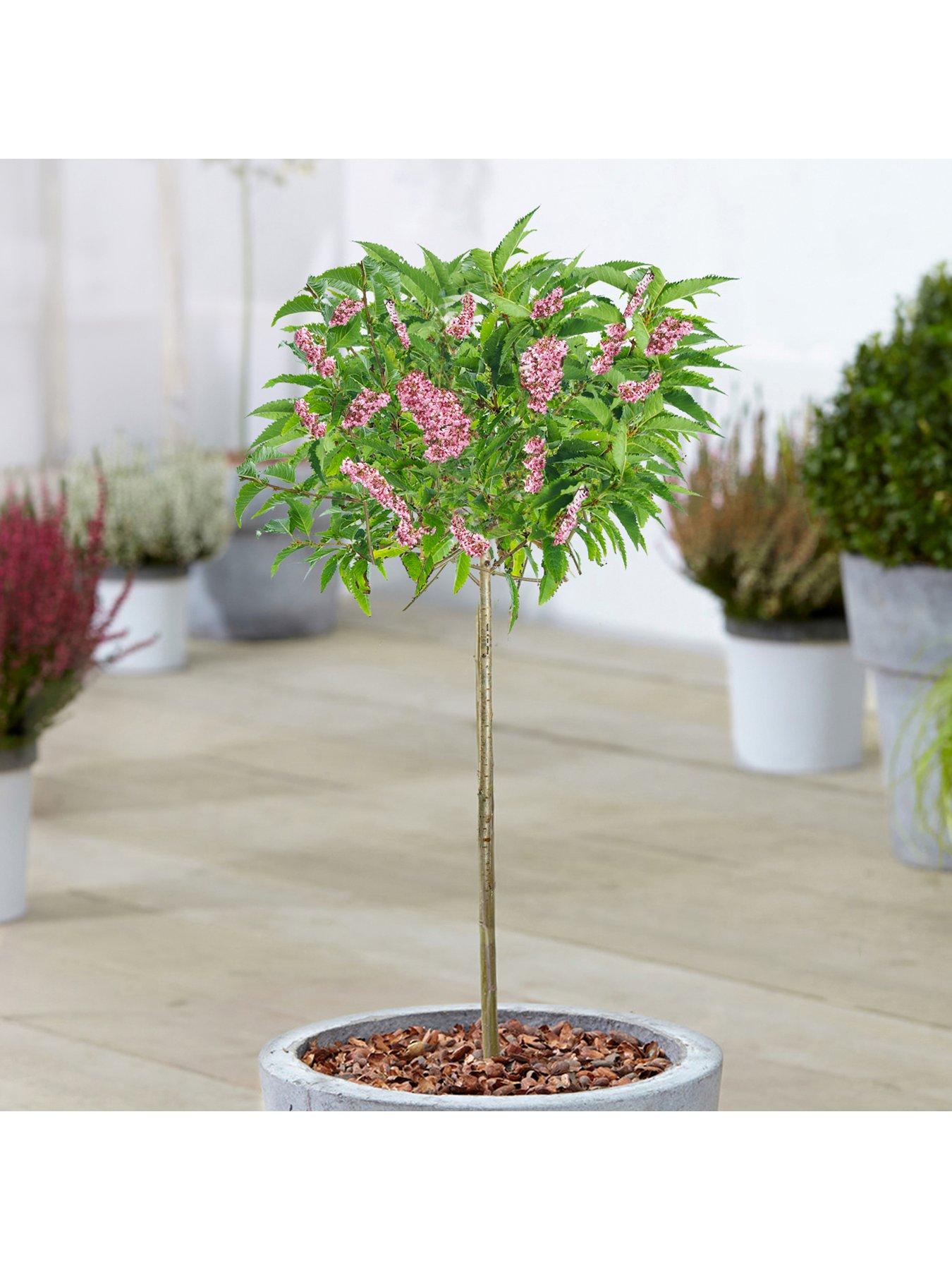 Product photograph of Prunus Okame Patio Tree 2 - 3ft from very.co.uk