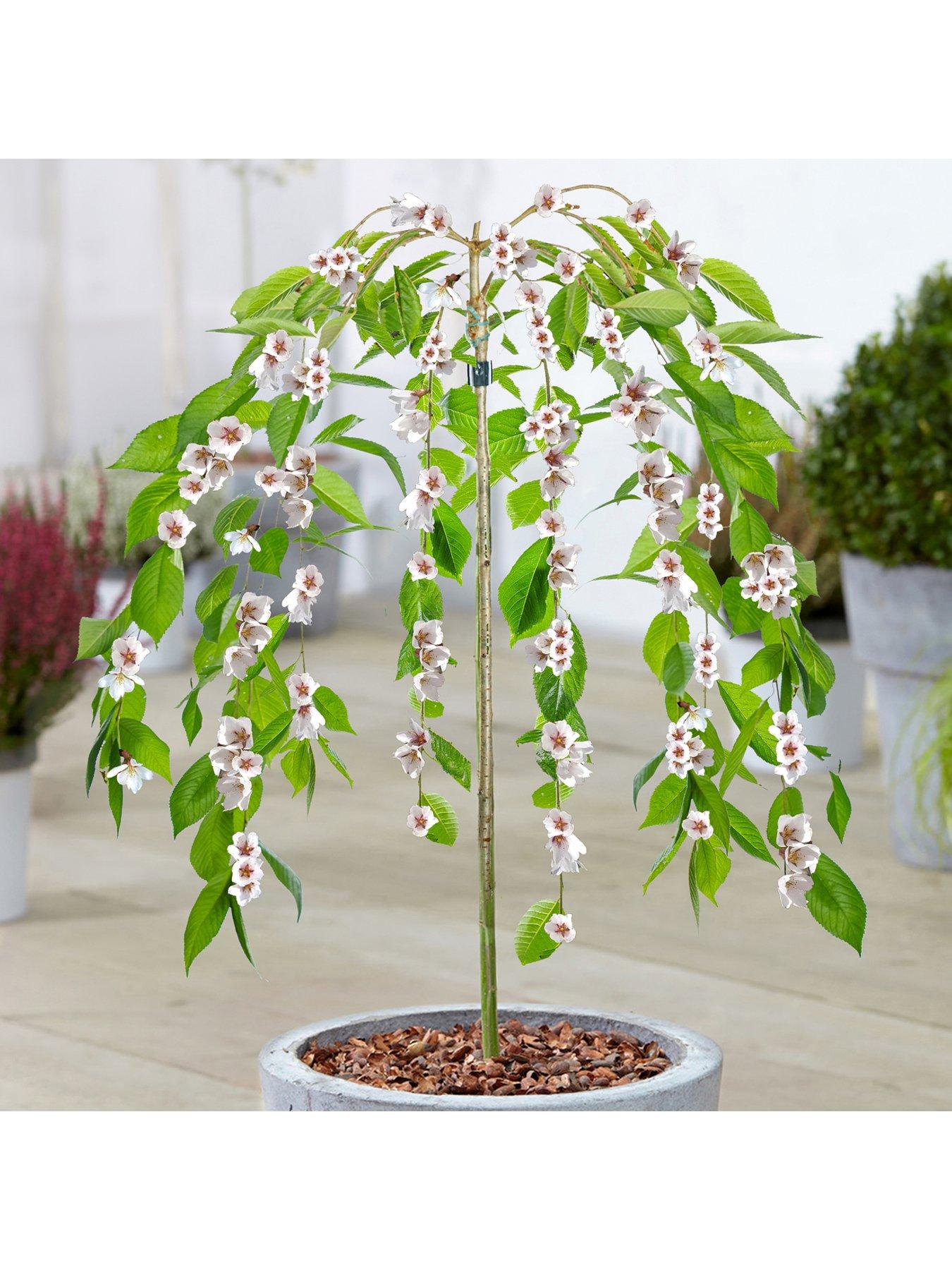 Product photograph of Prunus Yedoensis Ivensii Patio Tree 2 - 3ft from very.co.uk