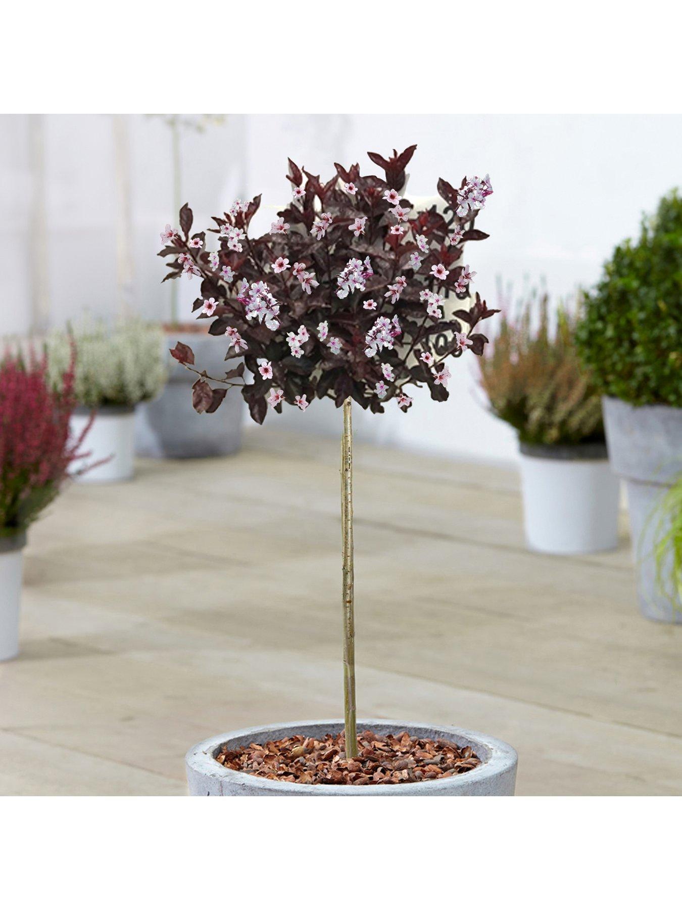 Product photograph of Prunus Cistena Patio Tree 2 - 3ft from very.co.uk