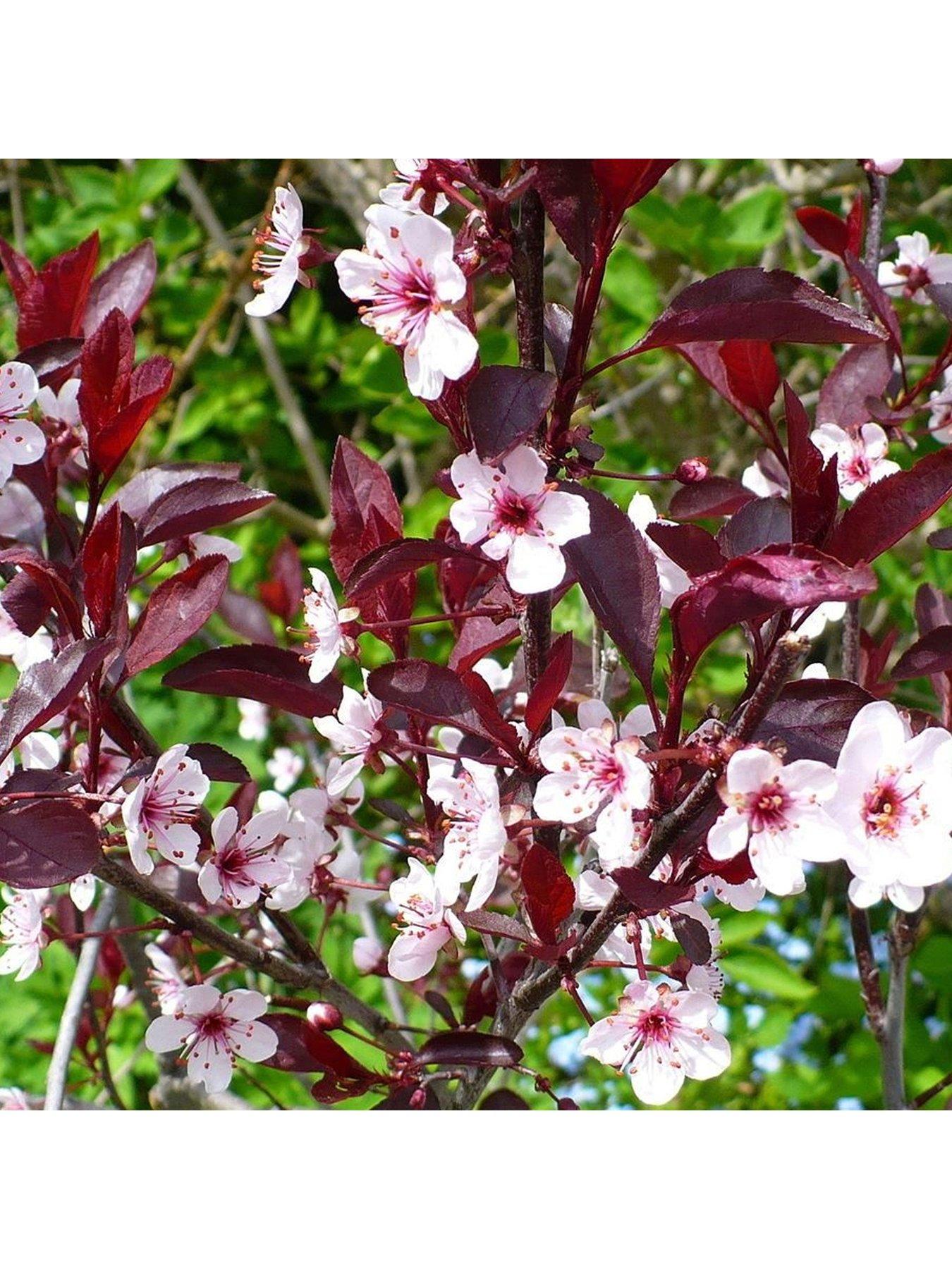 Prunus cistena deals