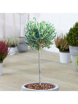 Product photograph of Olive Olea Europaea Tree 2 - 3ft from very.co.uk
