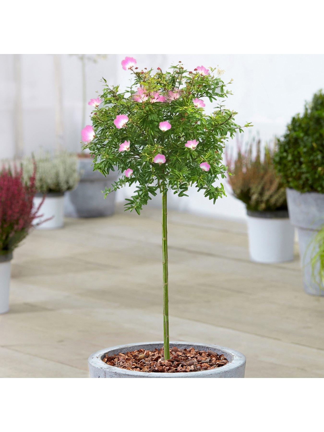 Product photograph of Calliandra Dixie Pink Patio Tree 2 - 3ft from very.co.uk
