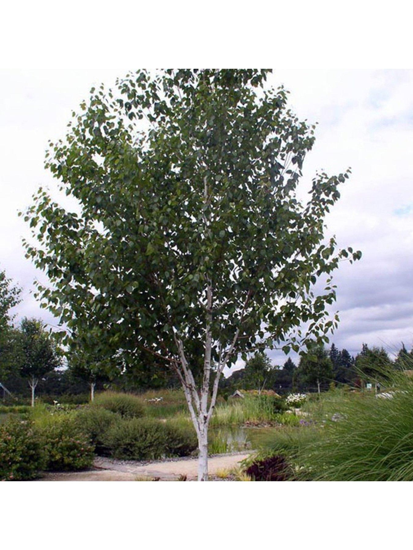 Product photograph of Betula Utilis Jacquemontii Tree 12l 5 - 6ft from very.co.uk