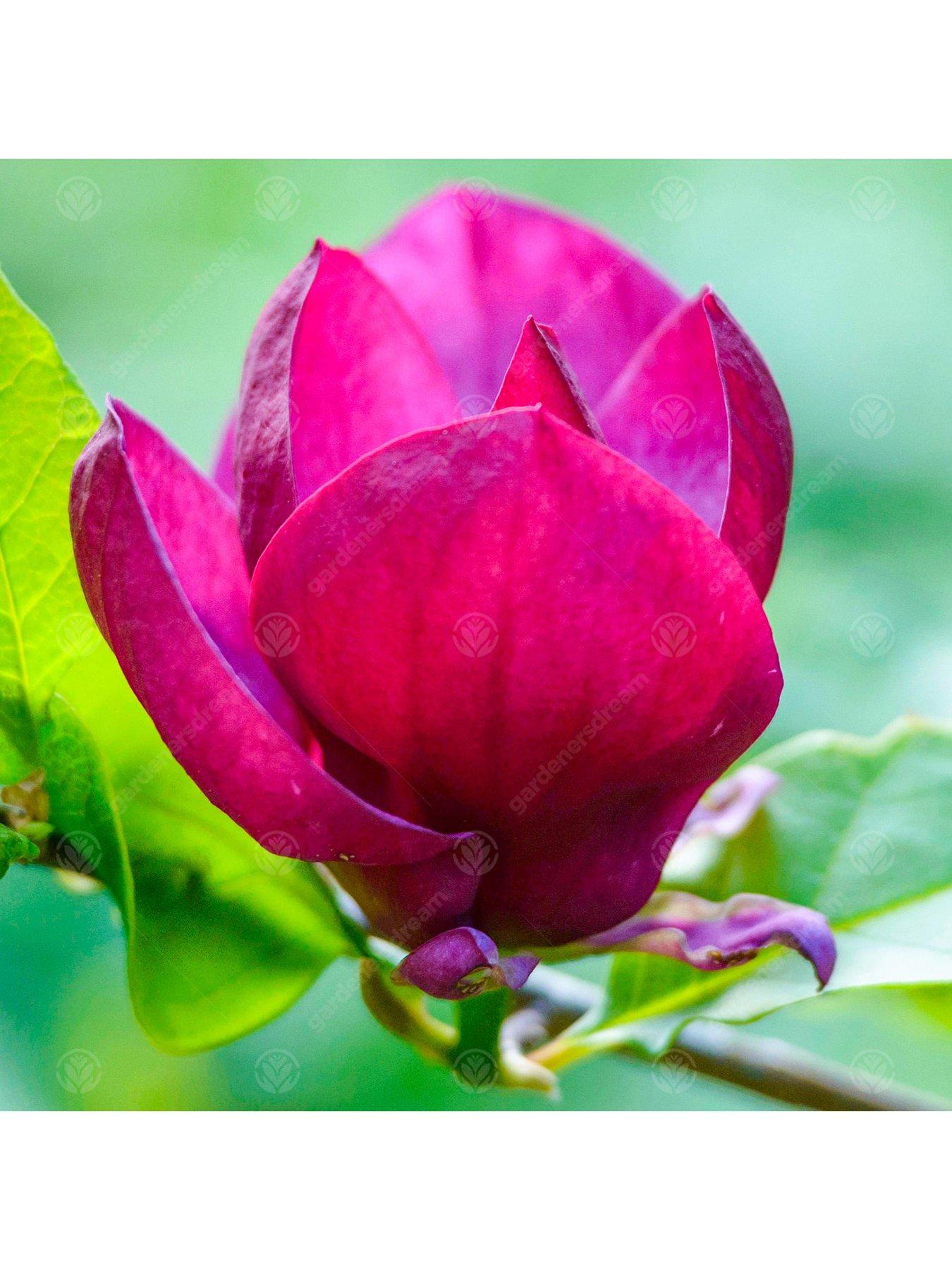 Magnolia Genie Tree (12L, 5 6ft) very.co.uk