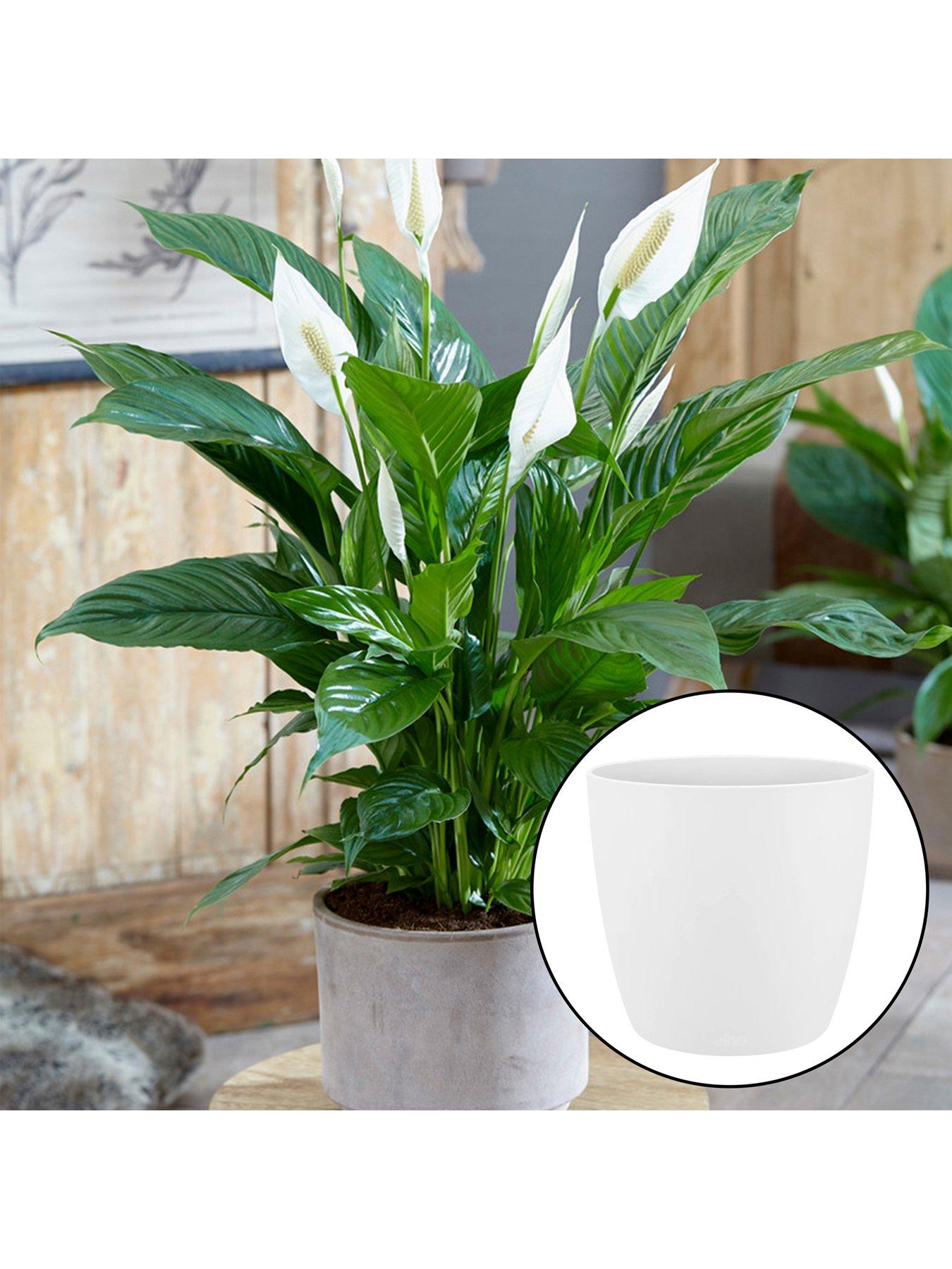 Product photograph of Spathiphyllum Peace Lily With White Pot from very.co.uk