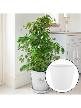 Product photograph of Ficus Benjamina Exotica With White Pot from very.co.uk