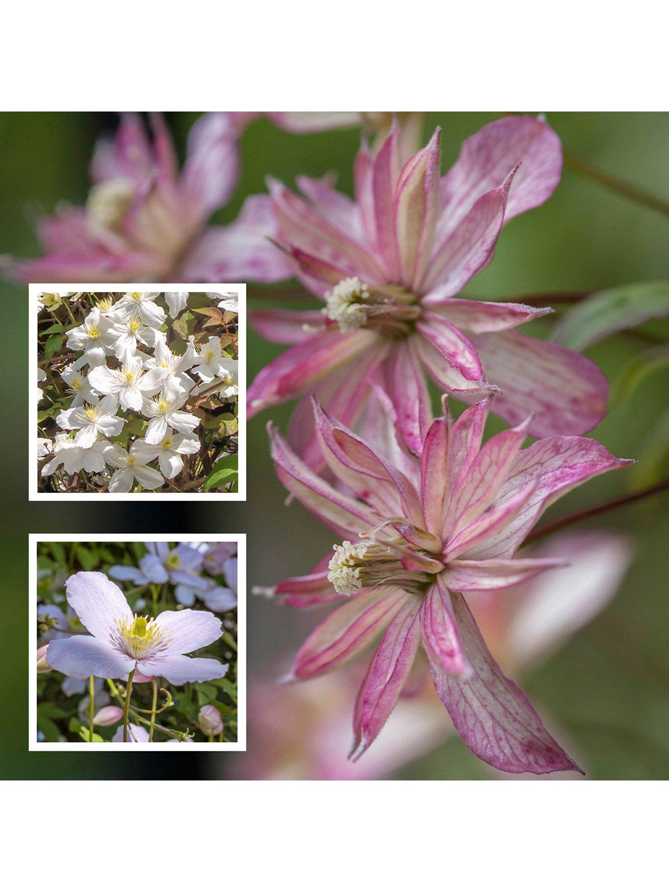 Product photograph of You Garden Collection Of 3 Montana Clematis 3 X 9cm Pots from very.co.uk