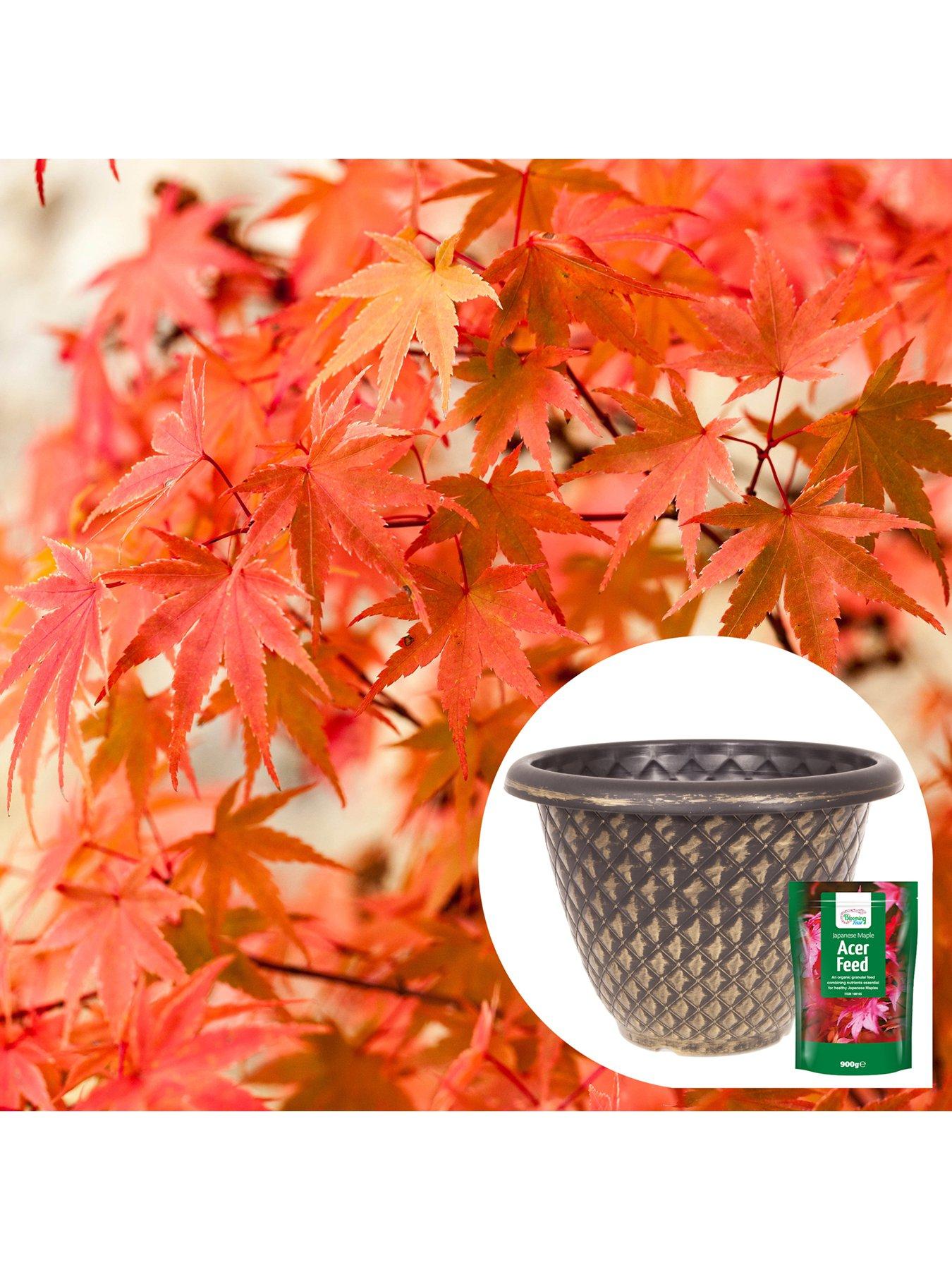 Product photograph of You Garden Phoenix Acer With Planter Pot Amp Feed from very.co.uk