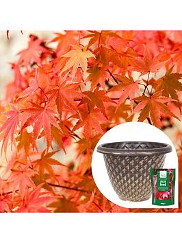 Product photograph of Phoenix Acer With Planter Pot Feed from very.co.uk