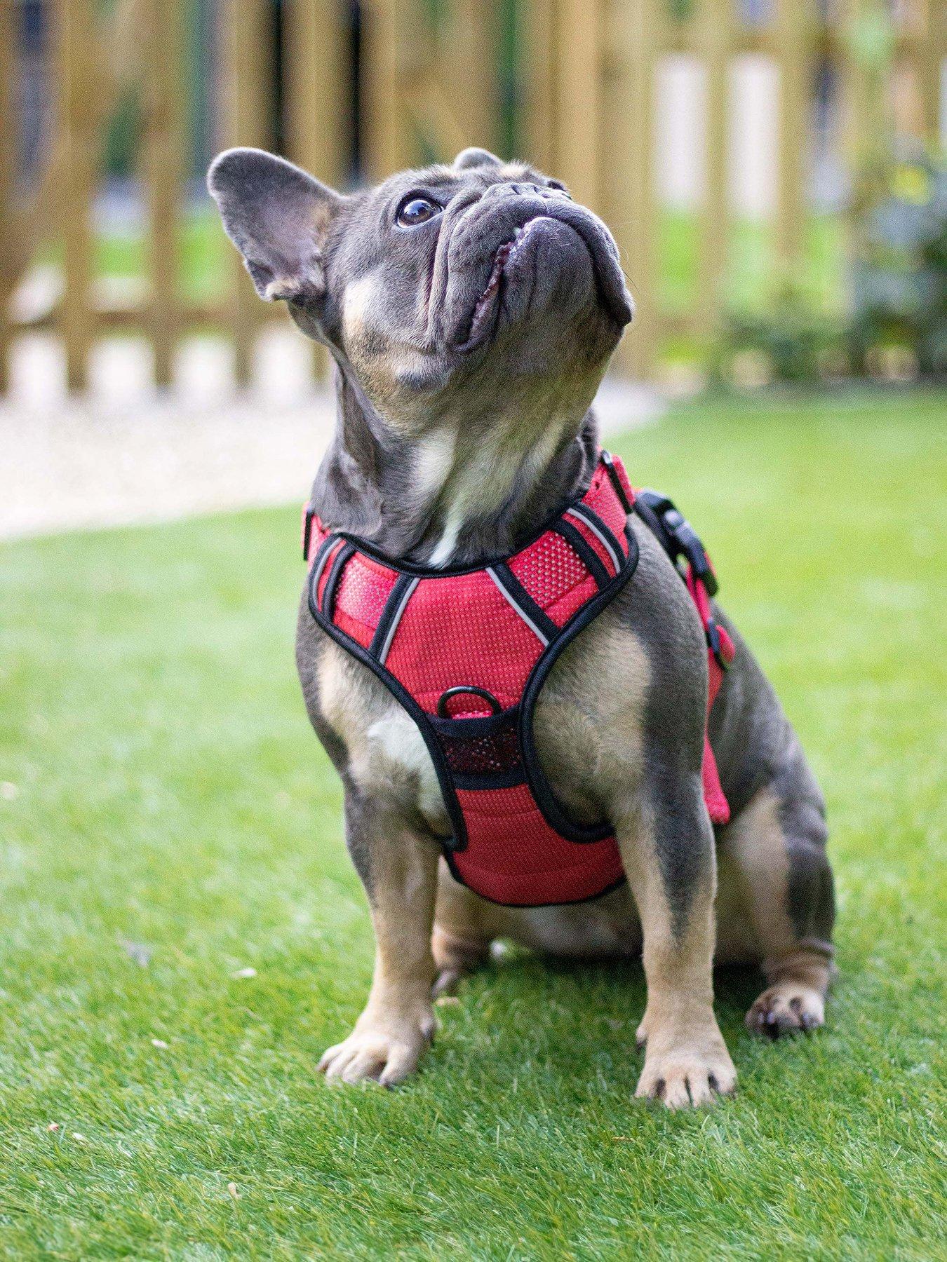 Fluorescent dog clearance harness