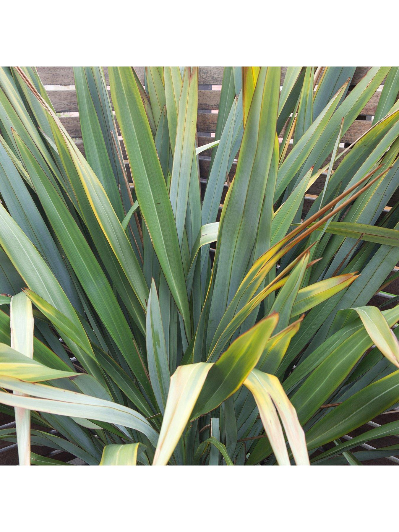 Product photograph of Cordyline Australis from very.co.uk