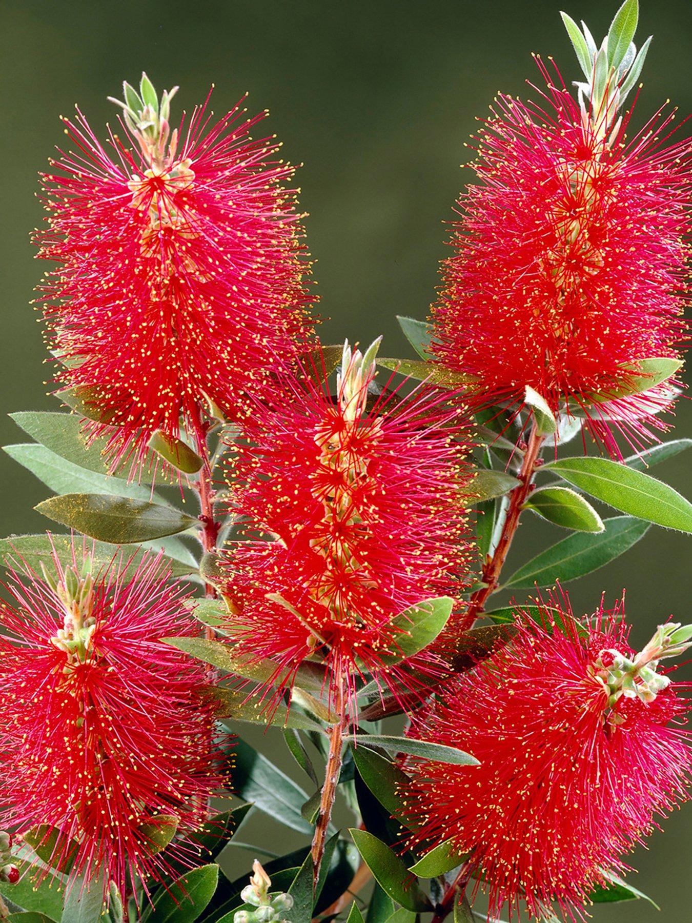 Product photograph of Callistemon Laevis from very.co.uk