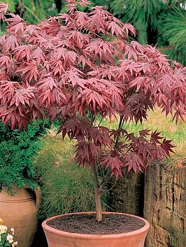 Product photograph of Acer Atropurpureum Purple Japanese Maple from very.co.uk