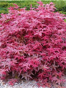 Product photograph of Acer Palmatum Beni-maiko from very.co.uk