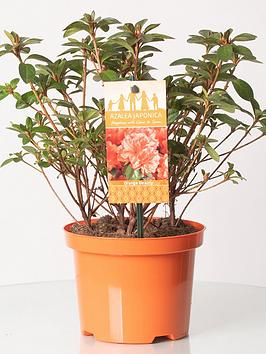 Product photograph of Azalea Japonica Orange 2l from very.co.uk