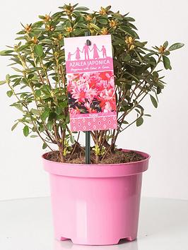 Product photograph of Azalea Japonica Pink 2l from very.co.uk