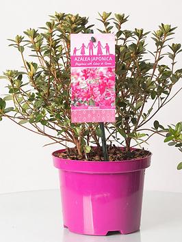 Product photograph of Azalea Japonica Purple 2l from very.co.uk