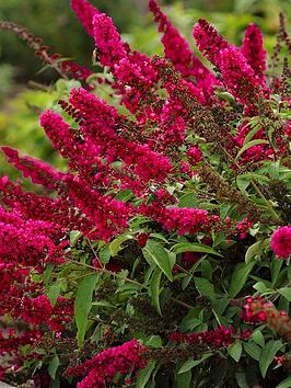 Product photograph of Buddleja Davidii Royal Red from very.co.uk