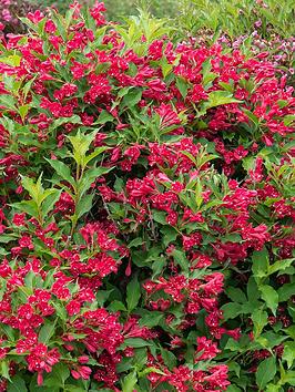 Product photograph of Weigela Red Prince from very.co.uk