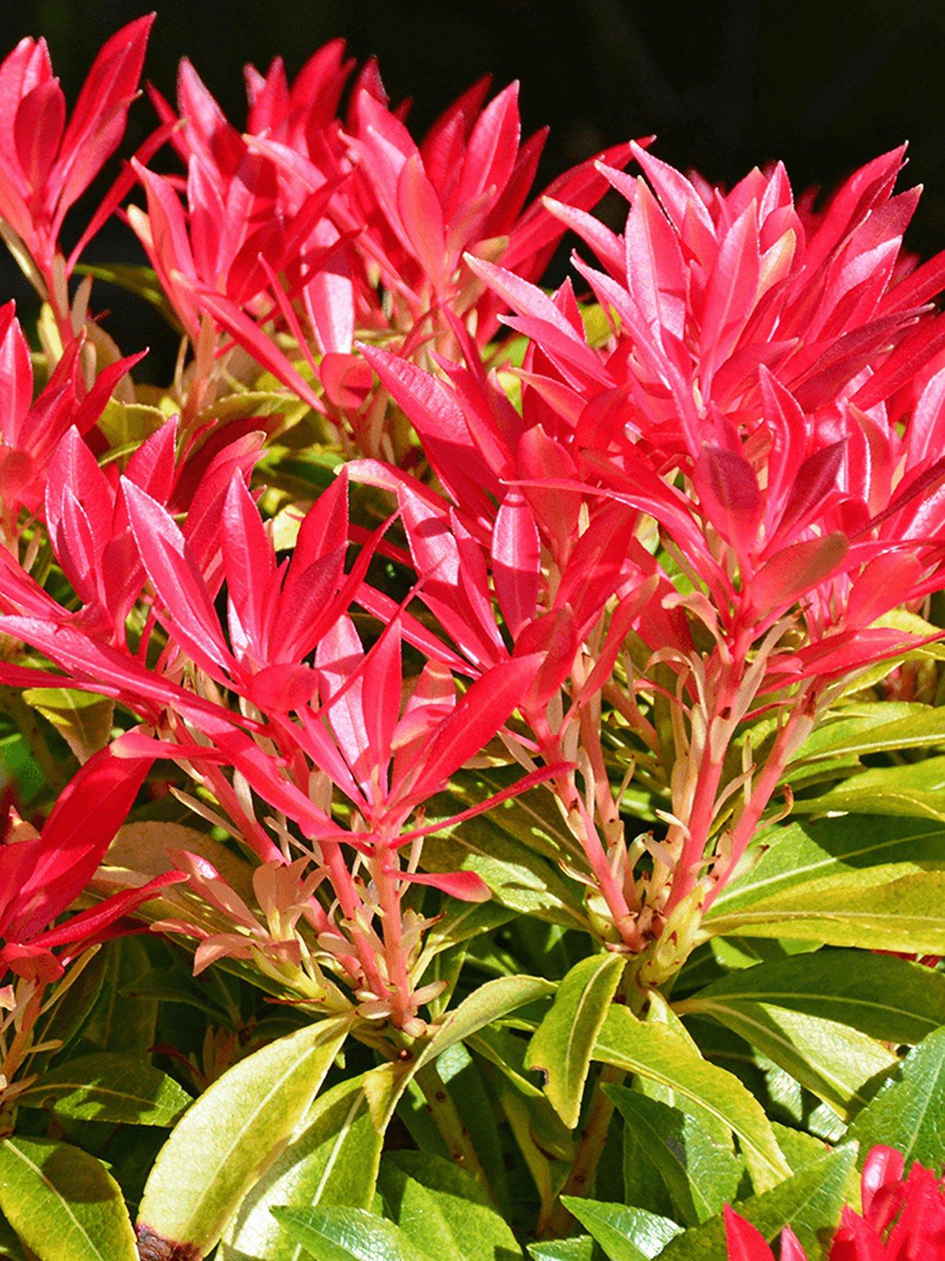 Product photograph of Pieris Forest Flame from very.co.uk